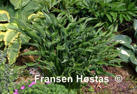 Hosta Praying Hands